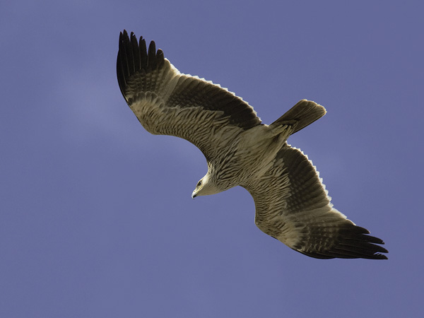 Keisarikotka, Eastern Imperial Eagle, Aquila heliaca